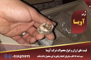 چکار کنیم حلزون از لاکش بیاد بیرون
