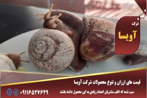 چکار کنیم حلزون از لاکش بیاد بیرون