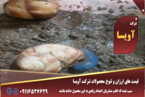 چکار کنیم حلزون از لاکش بیاد بیرون